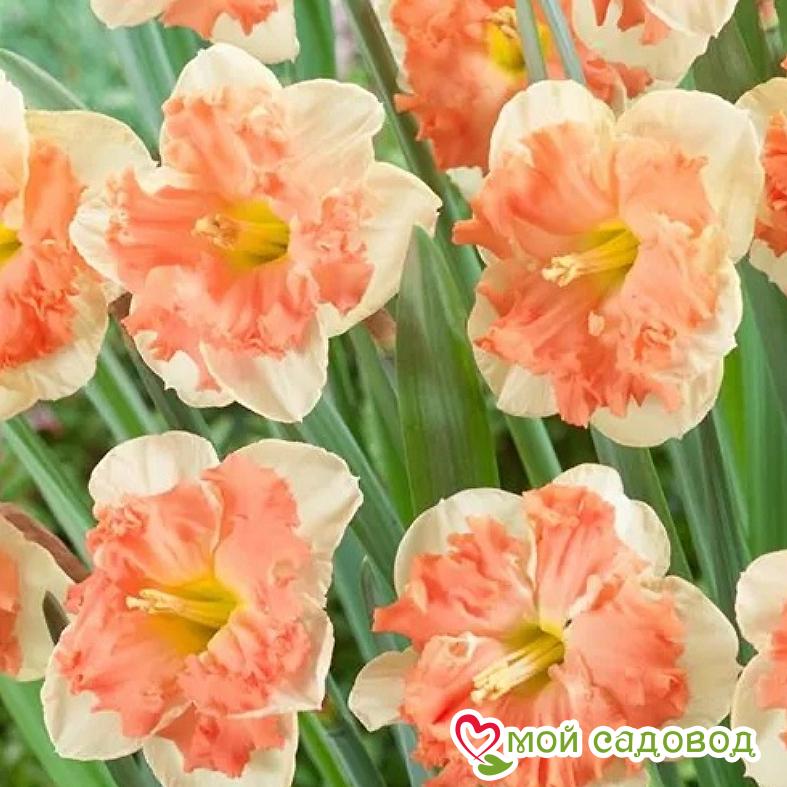 Нарцисс крупнокорончатый Ванилла Пич