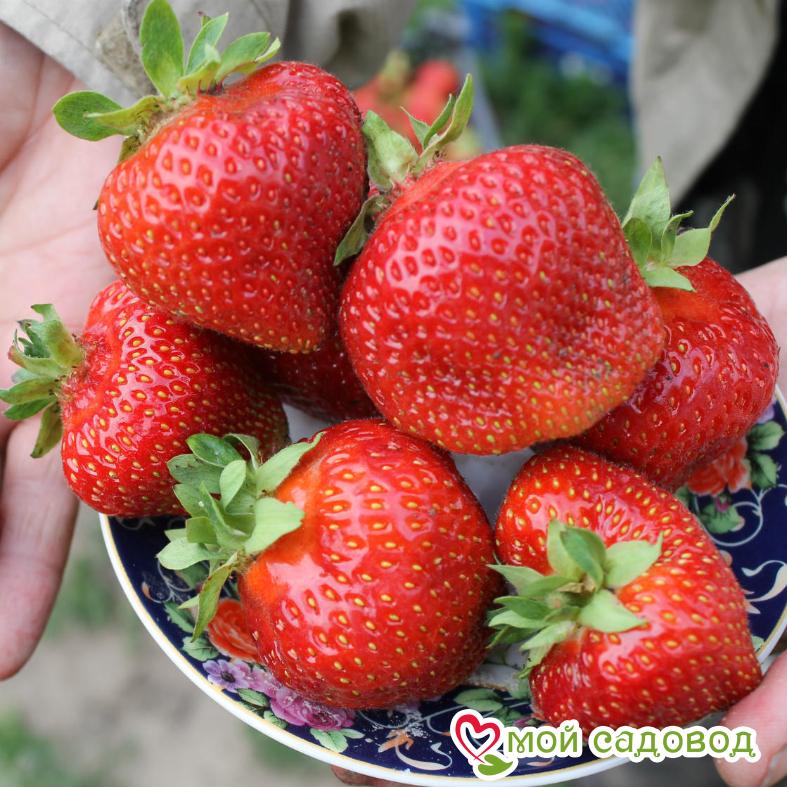 Клубника Сударушка (крупноплодная)