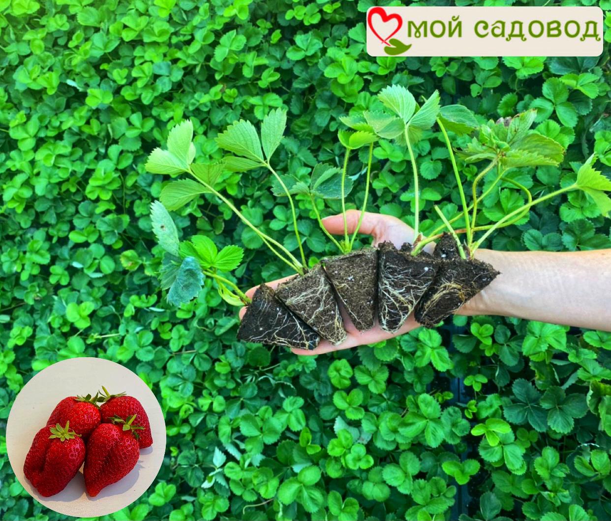 Клубника Альба (ранний сорт)