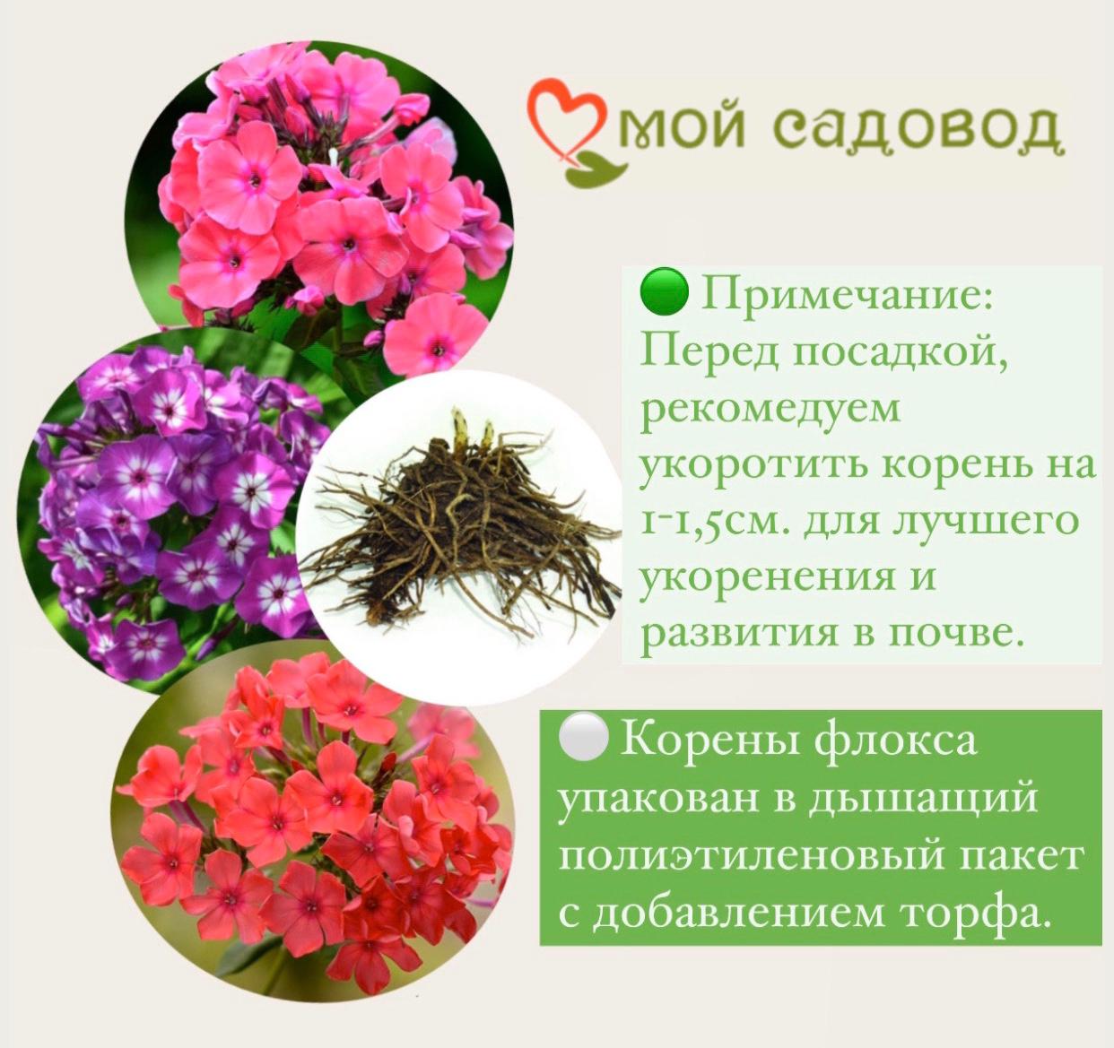 ФЛОКС МЕТЕЛЬЧАТЫЙ ГЖЕЛЬ