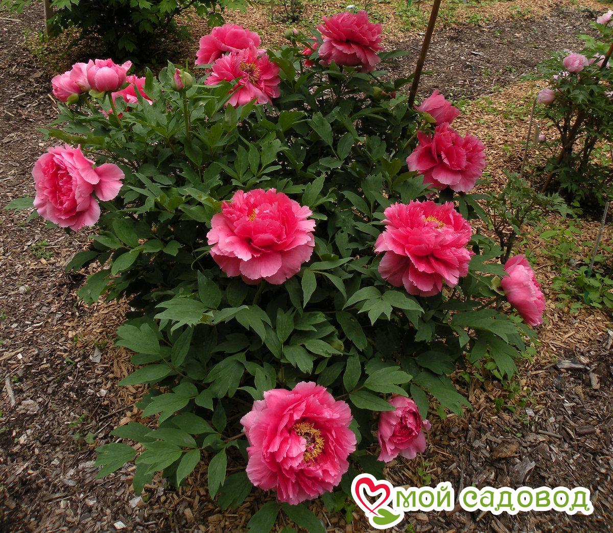 ПИОН ДРЕВОВИДНЫЙ КОРАЛЛОВЫЙ АЛТАРЬ