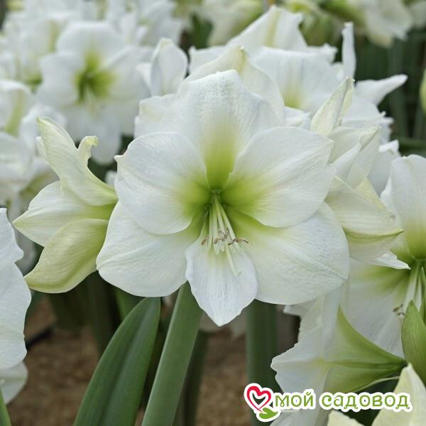 АМАРИЛЛИС АНТАРКТИКА