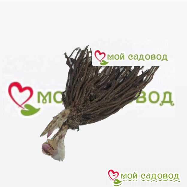 Морозник Фиолент
